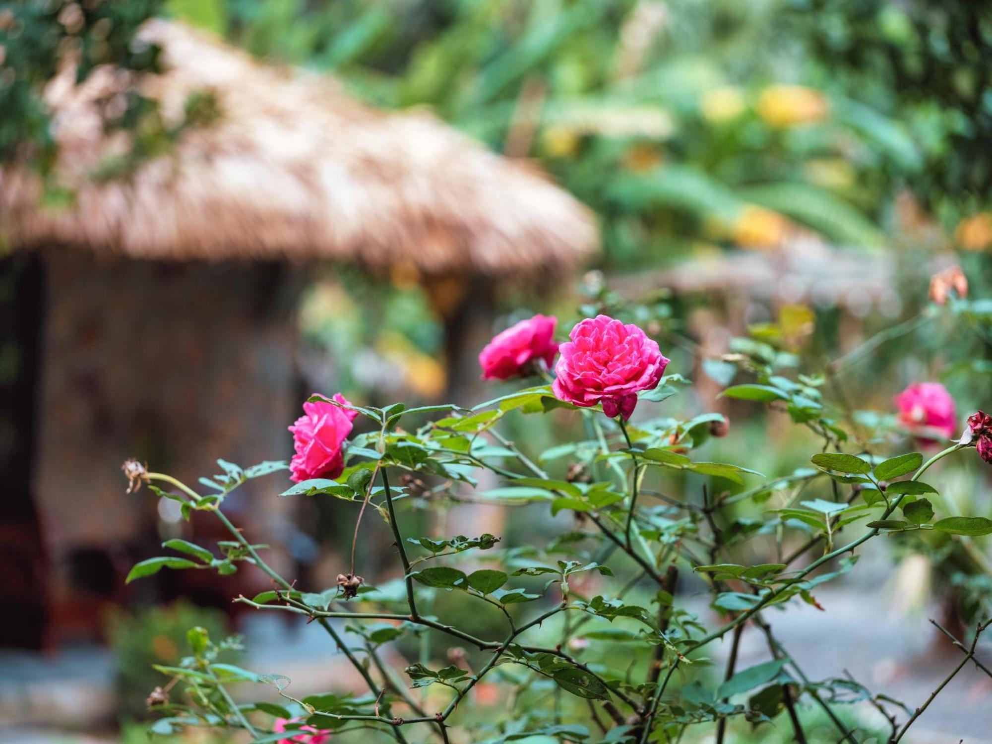 Cozy Beer Garden Homestay นิญบิ่ญ ภายนอก รูปภาพ